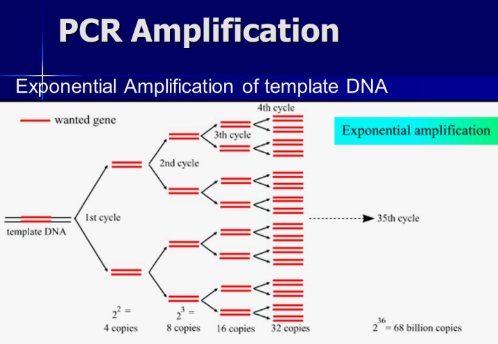 PCR Amplification