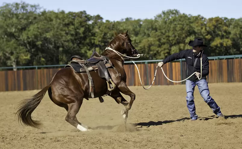 precedes horsemanship